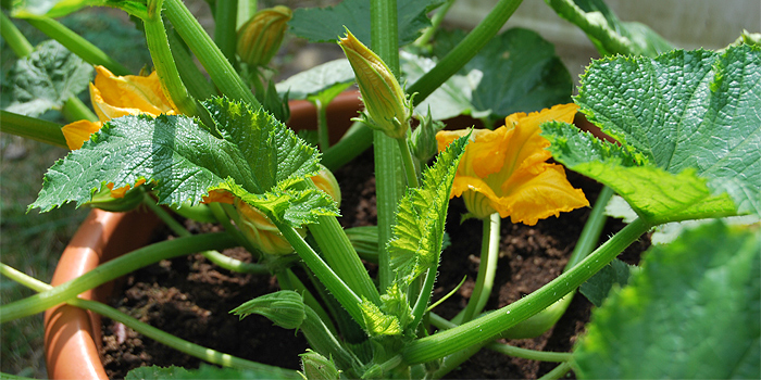 Zucchini im Kübel