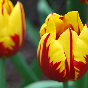 Tulpen