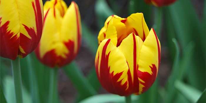 Bunt blühende Knollen- und Zwiebelpflanzen für den Garten