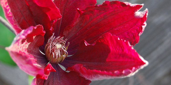 Clematis – Blütenzauber im Garten