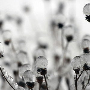 Garten im Winter