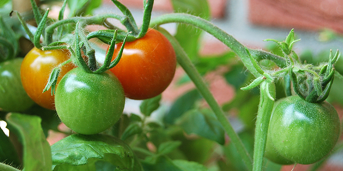 Tomaten düngen – biologische Nahrung für eine reiche Ernte