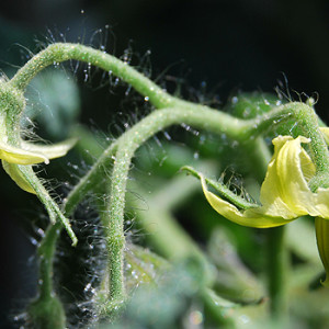 Tomaten