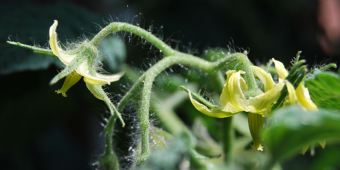 Tomaten im Freiland anbauen