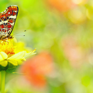 Garten im Sommer