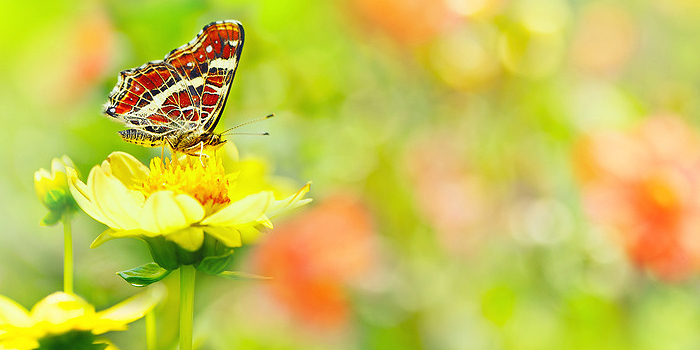 Der Garten im Sommer: der Ertrag erfolgreicher Gartenarbeit