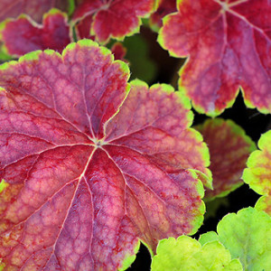 Purpurglöckchen Heuchera