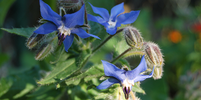 Borretsch – einjähriges Küchenkraut mit hübschen Blüten