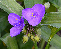 Dreimasterblume Dreimasterblume