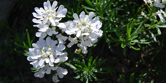 Die Immergrüne Schleifenblume als hübscher Frühlingsblickfang