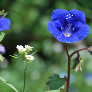 Balkonpflanzen mit blauen Blüten