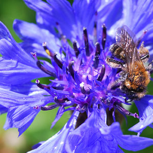 Wildbiene auf Blüte