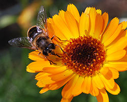 Wildbiene auf Ringelblume