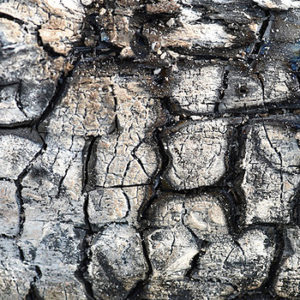verbranntes Holz mit Asche