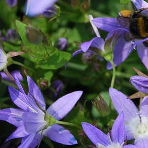Balkonpflanzen mit lila Blüten