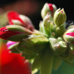 Balkonpflanzen mit roten Blüten