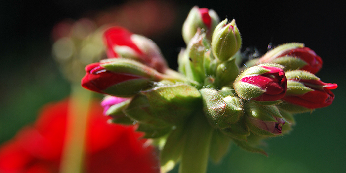 Verführung pur: Balkonpflanzen mit roten Blüten