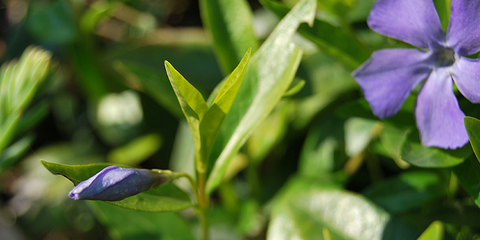 Pflegeleichter Garten mit immergrünen Bodendeckern