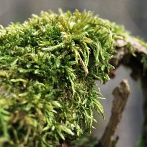 Moos auf einem Baum