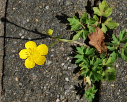 Unkrautarten Butterblume