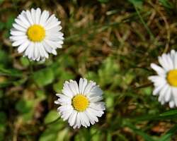 Unkrautarten Gänseblümchen