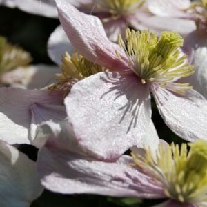 Clematisblüten in der Sonne