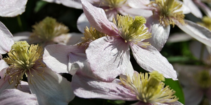 Clematisblüten in der Sonne