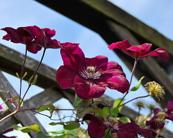 violette Clematis