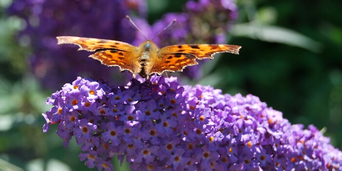 Sommerflieder – ein Paradies für Schmetterlinge