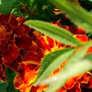 Tagetes