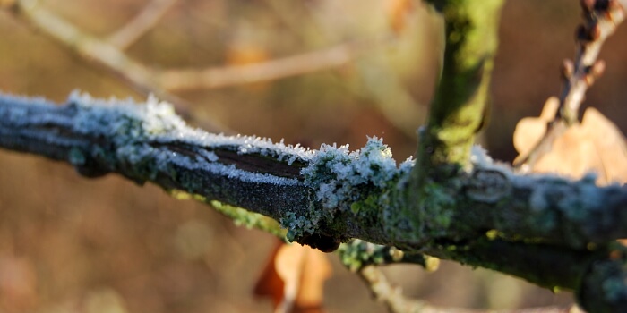 Winterschutz für Bäume