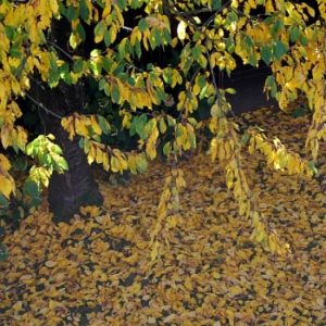 Lauberde herstellen