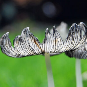 Pilze im Rasen