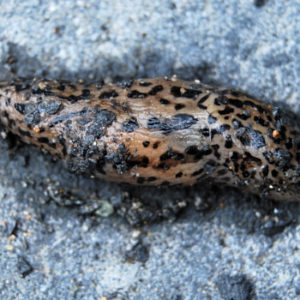 Tigerschnegel