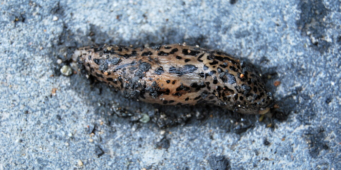 Tigerschnegel gegen Schnecken