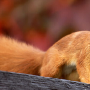 Eichhörnchen