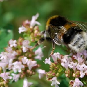Insektensterben