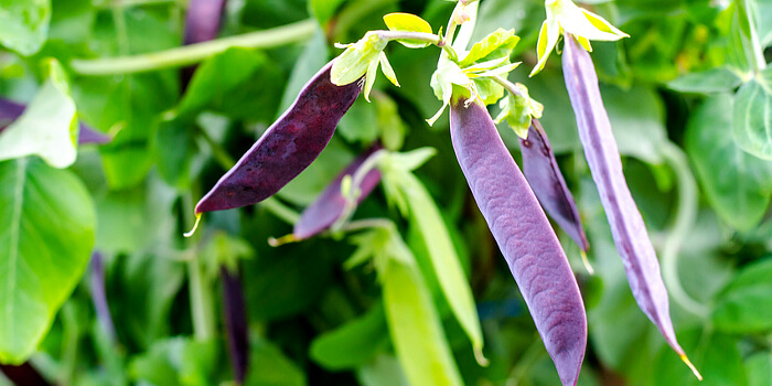 Erbsen anbauen: Ein Plätzchen im Garten findet sich immer