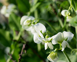 Erbsenblüten Erbsenblüten