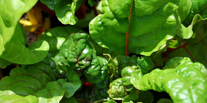 Mangold anbauen – Schmackhaftes Gemüse für den Garten