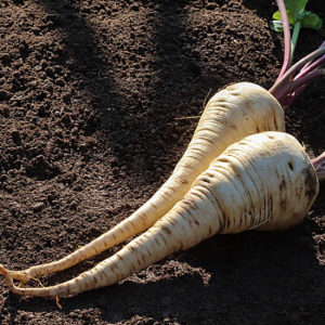 Pastinake anbauen