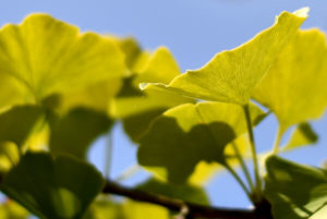 Blätter eines Gingkos