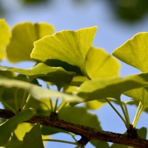 Ginkgo Blätter