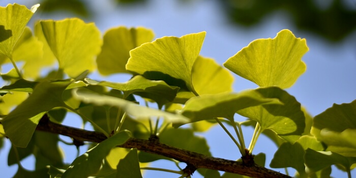 Ginkgo Blätter