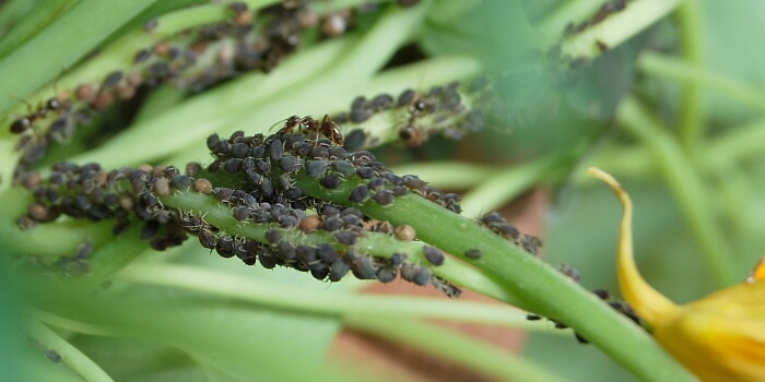 Blattlausbefall: Was hilft gegen Blattläuse im Garten und auf dem Balkon?