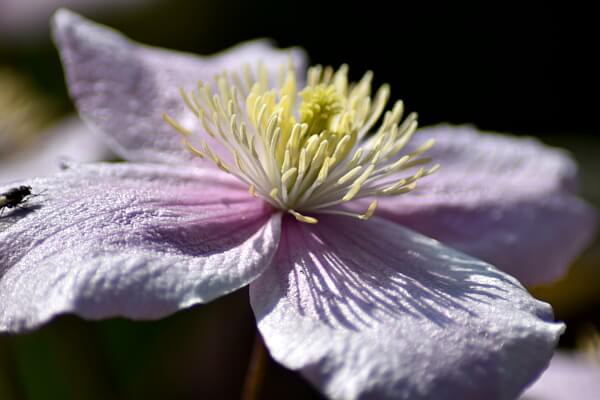 Clematis Clematis