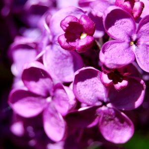 lila Flieder Blüten