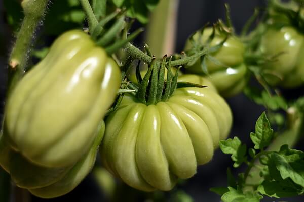 Fruchtfolge Tomaten Fruchtfolge Tomaten