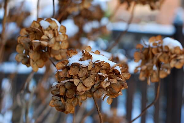 verblühte Hortensie mit Schnee bedeckt verblühte Hortensie mit Schnee bedeckt