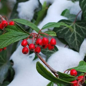 Zwergmispel Winterbepflanzung